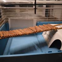 Gabbia per roditori.