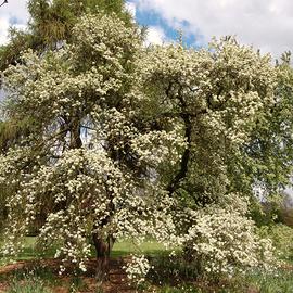 🌳 Pero Selvatico (Pyrus Amygdaliformis) – 60 cm 