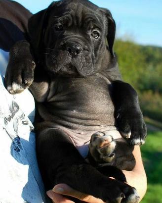 Cane corso cuccioli 