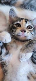 gatti 