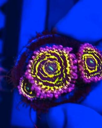 Zoanthus montipora