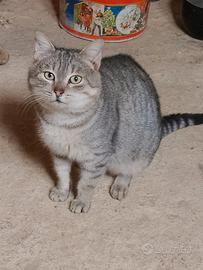 Gattino maschio sterilizzato in adozione