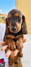 Cuccioli di bassotto