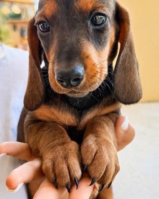 Cuccioli di bassotto