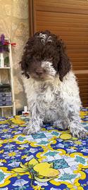 Lagotto romagnolo