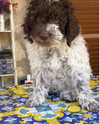 Lagotto romagnolo
