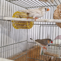 Coppia di Diamantini