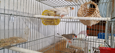 Coppia di Diamantini