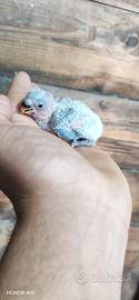 Pulli di Inseparabili da imbecco 