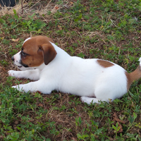 Cucciolo jack rissell