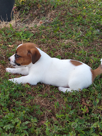 Cucciolo jack rissell