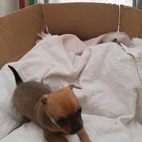 Dispongo di un cucciolo di chihuahua