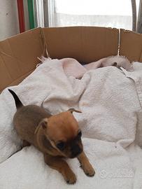 Dispongo di un cucciolo di chihuahua