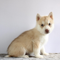 Siberyan Husky con Pedigree Enci