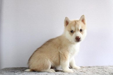 Siberyan Husky con Pedigree Enci