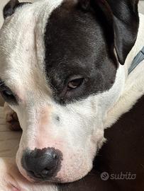 Amstaff