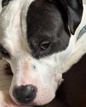 Amstaff