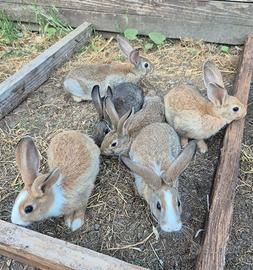 Cucciolata conigli nostrani