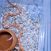 Pantherophis guttatus