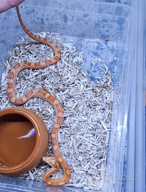 Pantherophis guttatus