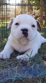 Staffordshire bull terrier