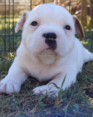 Staffordshire bull terrier