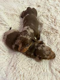 Bassotto tedesco nano kaninchen a pelo corto Enci