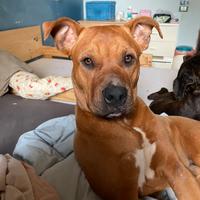 Cane Amstaff per monta