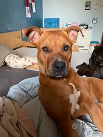 Cane Amstaff per monta