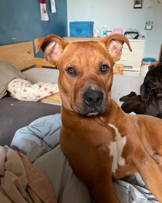 Cane Amstaff per monta