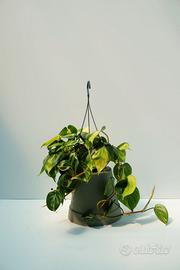 Philodendron Brasil — ricadente variegata gialla