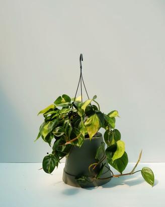 Philodendron Brasil — ricadente variegata gialla