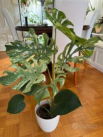 Monstera deliciosa “Mint”
