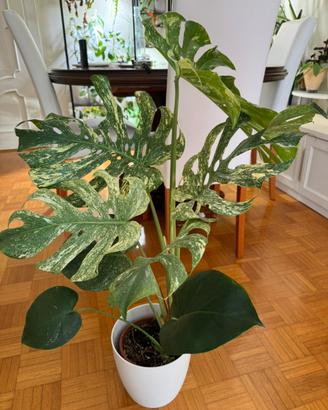 Monstera deliciosa “Mint”