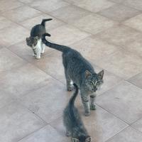 Sito web per animali completo e pronto all’uso