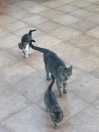 Sito web per animali completo e pronto all’uso