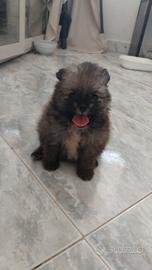 Spitz tedesco nano 