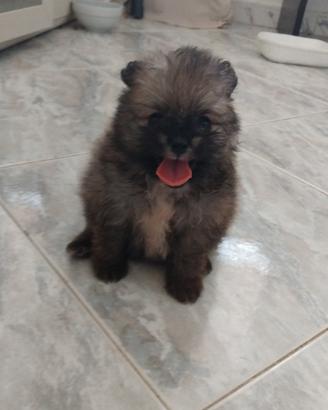 Spitz tedesco nano 