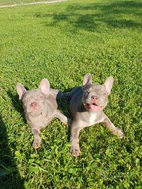 Bulldog francese