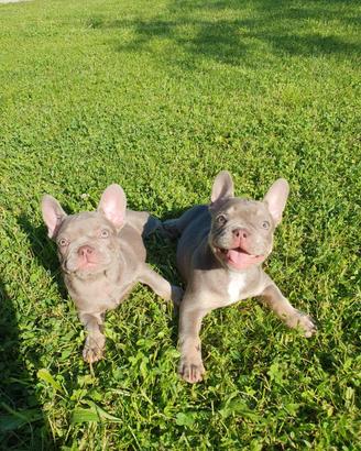 Bulldog francese