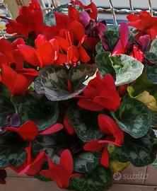 Semi di ciclamino rosso