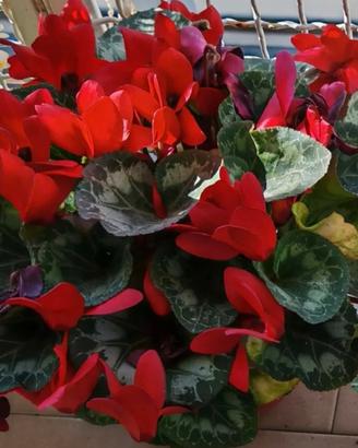 Semi di ciclamino rosso