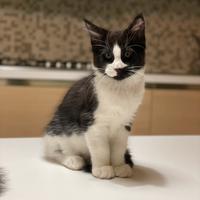 Gatti razza Maine coon disponibili a Broni