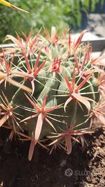 Ferocactus latispinus