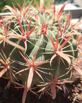 Ferocactus latispinus