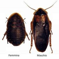 200 Blatte dubia ottime per terrario