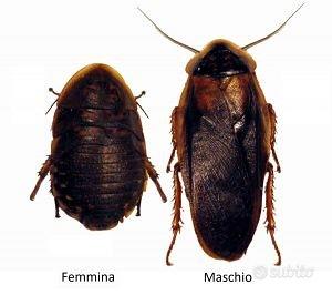 200 Blatte dubia ottime per terrario