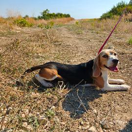 Beagle pedigree ENCI 