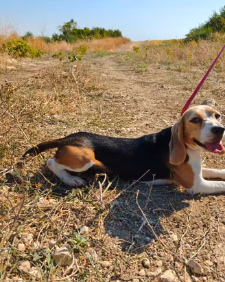 Beagle pedigree ENCI 