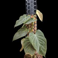 philodendron splendid